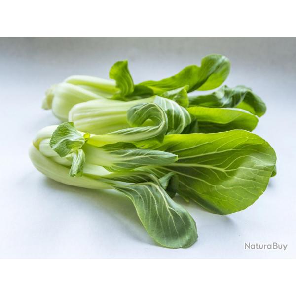 300 Graines de Chou Chinois Pak Cho - lgumes ancien potager - semences paysannes reproductibles - 