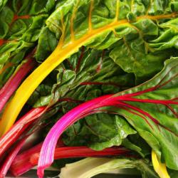 35 Graines de Bette à Carde Mélange coloré - poirée légume potager - semences paysannes reproductibl