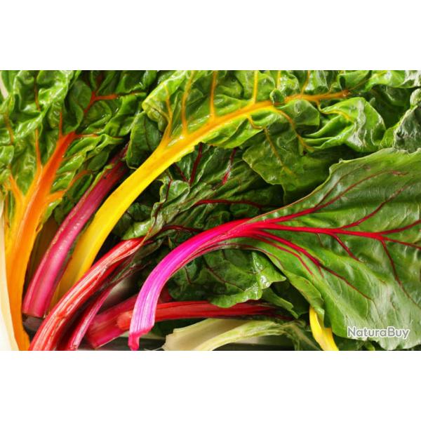35 Graines de Bette  Carde Mlange color - poire lgume potager - semences paysannes reproductibl