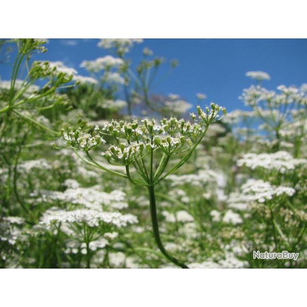 350 Graines de Cumin - plantes aromatique jardins fleurs - semences paysannes reproductibles - SemiS