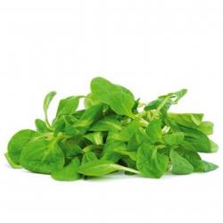 150 Graines de Mâche à Grosse graines - légumes salade potager- semences paysannes reproductibles - 