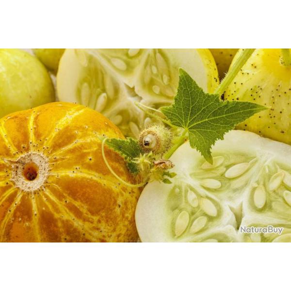 12 Graines de Concombre Citron - lgumes ancien potager - semences paysannes reproductibles - SemiSa
