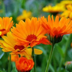 150 Graines de Soucis - fleurs amis jardins potager - semences paysannes reproductibles - SemiSauvag