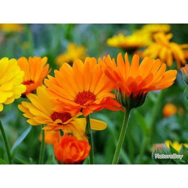 150 Graines de Soucis - fleurs amis jardins potager - semences paysannes reproductibles - SemiSauvag