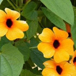 20 Graines de Suzanne aux Yeux Noirs - fleurs plante terrasse pot - semences paysannes reproductible