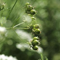 300 Graines de Coriandre - plantes aromatique jardins fleurs - semences paysannes reproductibles - S