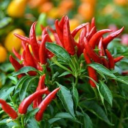 25 Graines de Piments Oiseau - légumes jardins potager- semences paysannes reproductibles - SemiSauv
