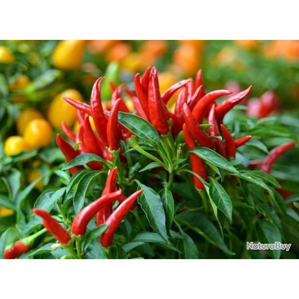 25 Graines de Piments Oiseau - lgumes jardins potager- semences paysannes reproductibles - SemiSauv