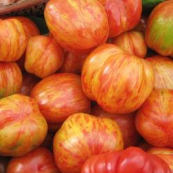 30 Graines de Tomate Tigerella - légumes semis potager - semences paysannes reproductibles - SemiSau