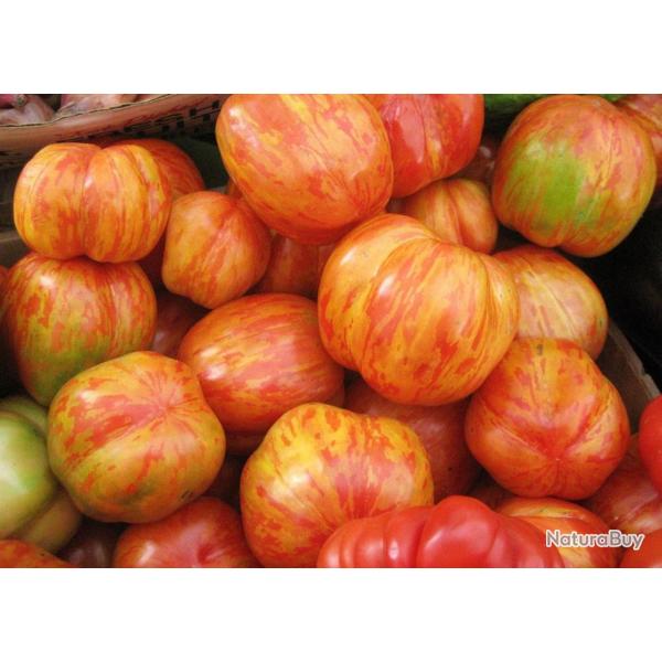 30 Graines de Tomate Tigerella - lgumes semis potager - semences paysannes reproductibles - SemiSau