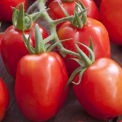 35 Graines de Tomate Roma - légume ancien - semences paysannes reproductibles - SemiSauvage