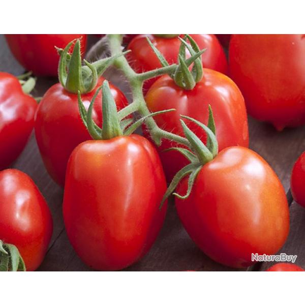 35 Graines de Tomate Roma - lgume ancien - semences paysannes reproductibles - SemiSauvage
