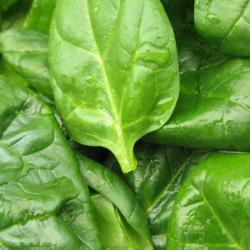 200 Graines d'Épinard Monstrueux de Viroflay - légumes potager - semences paysannes reproductibles -