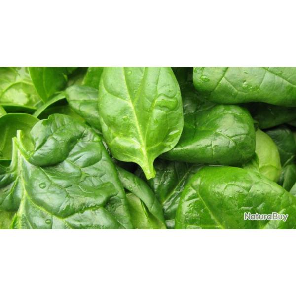 200 Graines d'pinard Monstrueux de Viroflay - lgumes potager - semences paysannes reproductibles -