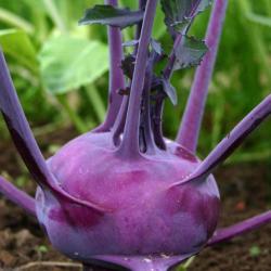 300 Graines de Chou Rave Delicatess Violet - légume ancien potager - semences paysannes reproductibl