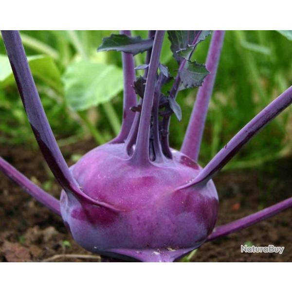 300 Graines de Chou Rave Delicatess Violet - lgume ancien potager - semences paysannes reproductibl