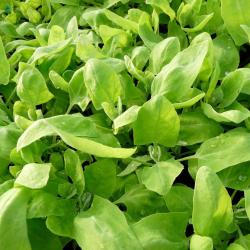 120 Graines d'Arroche Verte - légume ancien - jardin potager méthode - semences paysannes reproducti