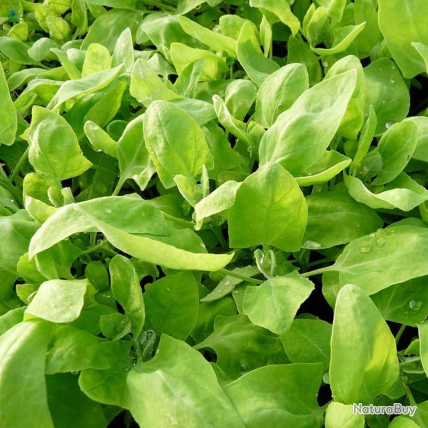 120 Graines d'Arroche Verte - lgume ancien - jardin potager mthode - semences paysannes reproducti