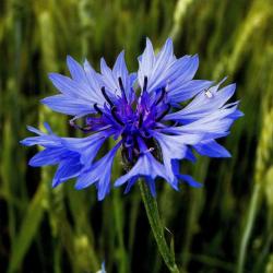 100 Graines de Bleuet - fleurs plante mellifère jardin- semences paysannes reproductibles - SemiSauv