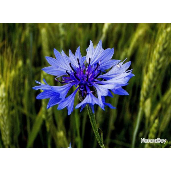 100 Graines de Bleuet - fleurs plante mellifre jardin- semences paysannes reproductibles - SemiSauv