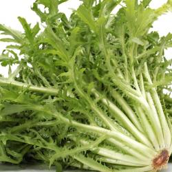 100 Graines de Chicorée Frisée - jardin potager légumes - semences paysannes reproductibles - SemiSa