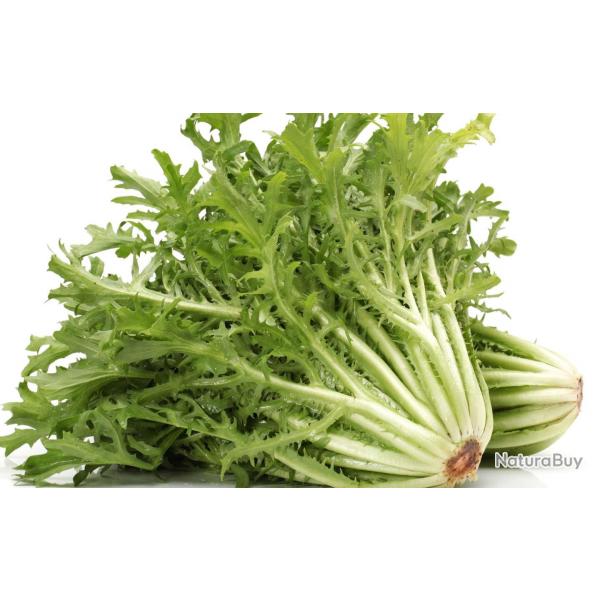 100 Graines de Chicore Frise - jardin potager lgumes - semences paysannes reproductibles - SemiSa