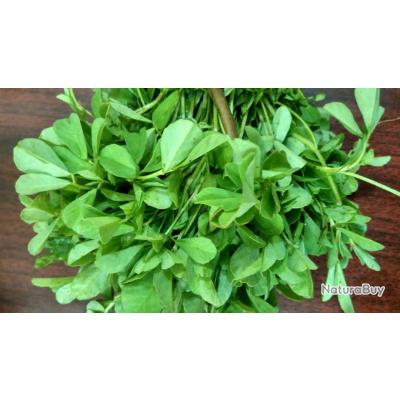 Graines De Guimauve Officinale - 150 Graines Reproductibles Non Hybrides - Plante Médicinale, Comestible, Ornementale