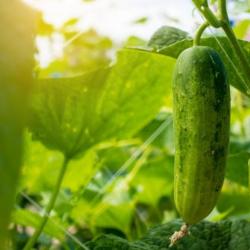 50 Graines de Concombre Marketmore - légumes jardin potager- semences paysannes reproductibles - Sem