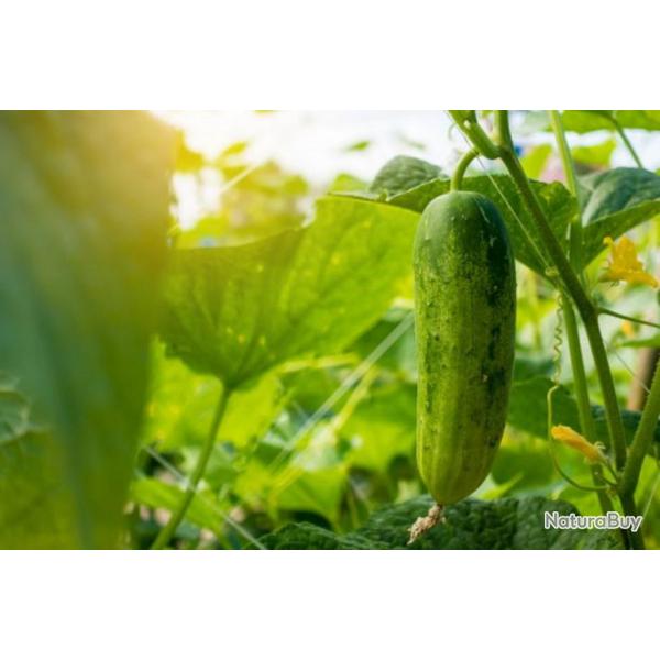 50 Graines de Concombre Marketmore - lgumes jardin potager- semences paysannes reproductibles - Sem