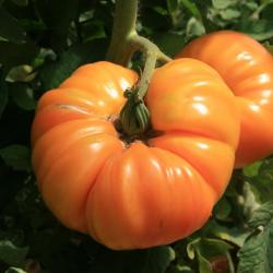 25 Graines de Tomate Ananas - Légume ancien potager - semences paysannes reproductibles - SemiSauvag