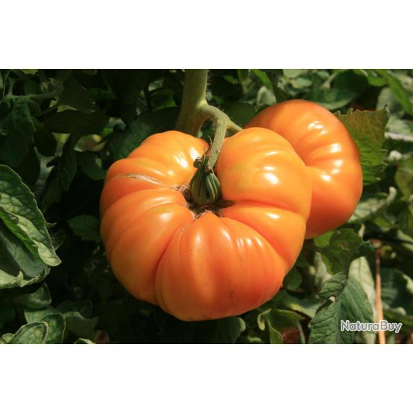 25 Graines de Tomate Ananas - Lgume ancien potager - semences paysannes reproductibles - SemiSauvag