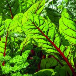 30 Graines de Bette à Carde Rhubarbe Rouge - légumes potager - semences paysannes reproductibles - S