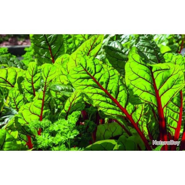 30 Graines de Bette  Carde Rhubarbe Rouge - lgumes potager - semences paysannes reproductibles - S