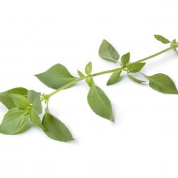 150 Graines de Basilic Citron - plante aromatique - jardin potager - semences paysannes reproductibl