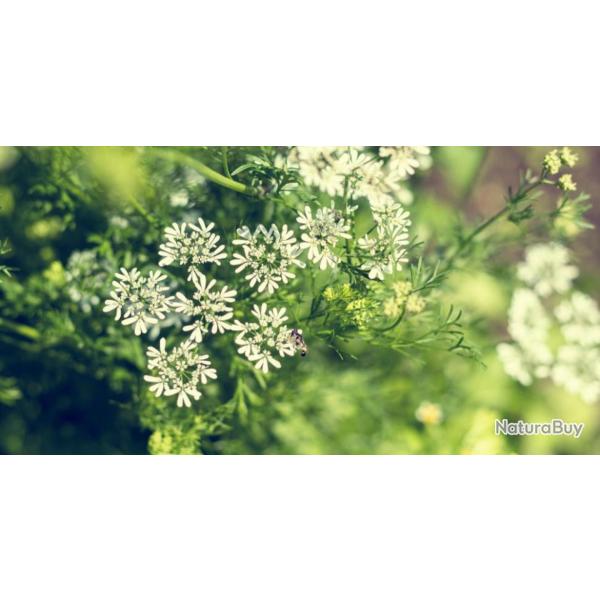 200 Graines d'Anis Vert - plante aromatique potager - semences paysannes reproductibles - SemiSauvag