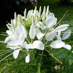 250 Graines de Cléome Blanche- fleurs plantes- semences paysannes reproductibles - SemiSauvage