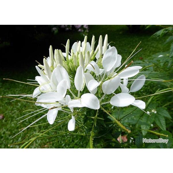 250 Graines de Clome Blanche- fleurs plantes- semences paysannes reproductibles - SemiSauvage