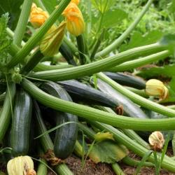 15 Graines de Courgette Black Beauty - légumes jardin potager- semences paysannes reproductibles - S