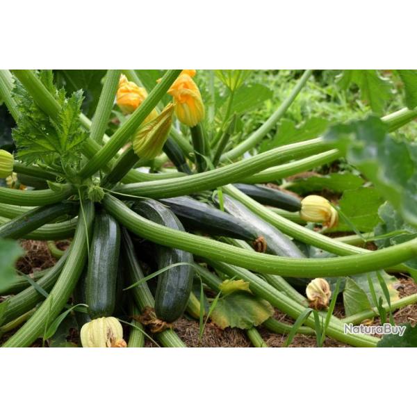 15 Graines de Courgette Black Beauty - lgumes jardin potager- semences paysannes reproductibles - S