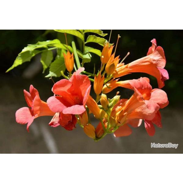 30 Graines de Jasmin de Virginie - bignone fleurs plante grimpante - semences paysannes reproductibl