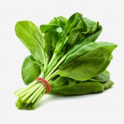 250 Graines d'Épinard Matador - légumes jardin potager- semences paysannes reproductibles - SemiSauv