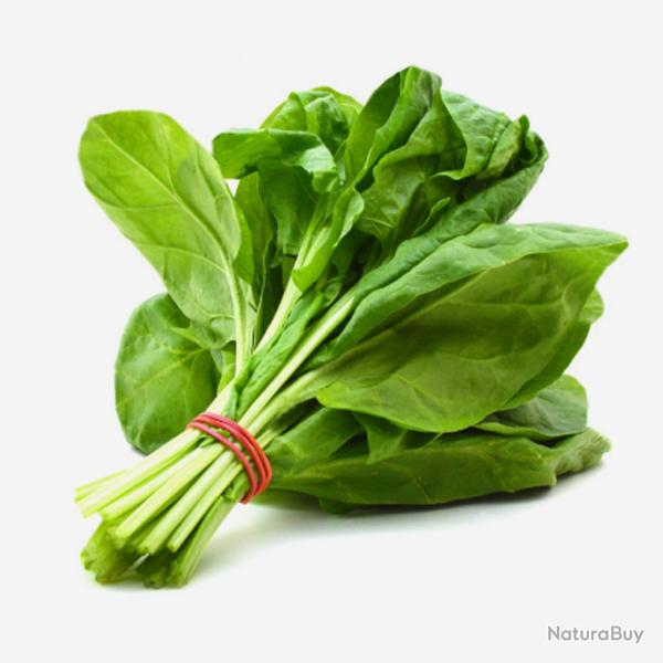 250 Graines d'pinard Matador - lgumes jardin potager- semences paysannes reproductibles - SemiSauv