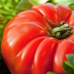 30 Graines de Tomate Marmande - légume ancien jardin potager - semences paysannes reproductibles - S
