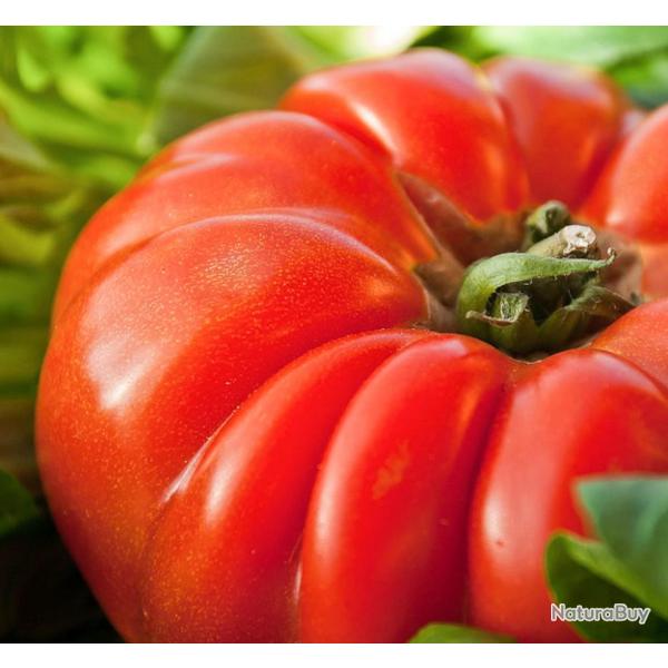 30 Graines de Tomate Marmande - lgume ancien jardin potager - semences paysannes reproductibles - S