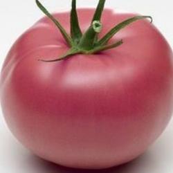 25 Graines de Tomate Rose de Berne - Légume ancien potager - semences paysannes reproductibles - Sem
