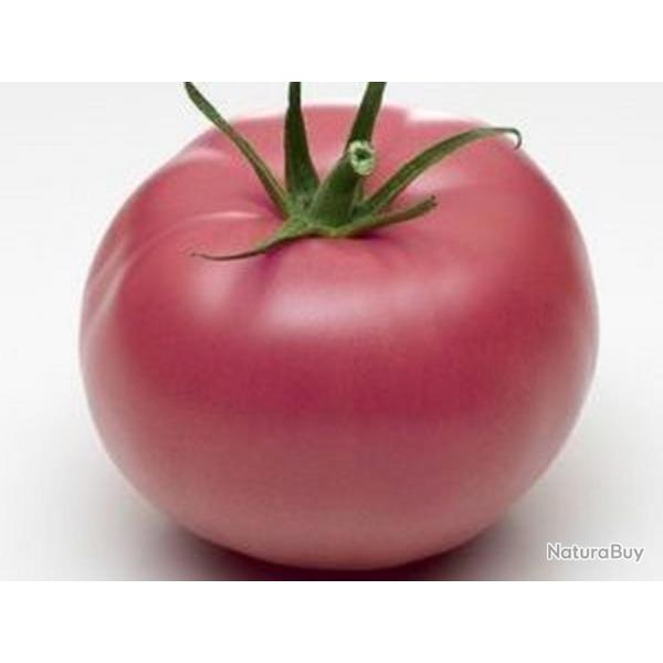 25 Graines de Tomate Rose de Berne - Lgume ancien potager - semences paysannes reproductibles - Sem
