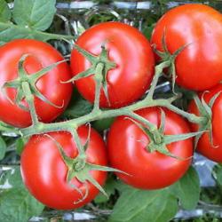 35 Graines de Tomate Moneymaker - Légume jardin potager - semences paysannes reproductibles - SemiSa