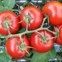 35 Graines de Tomate Moneymaker - Légume jardin potager - semences paysannes reproductibles - SemiSa
