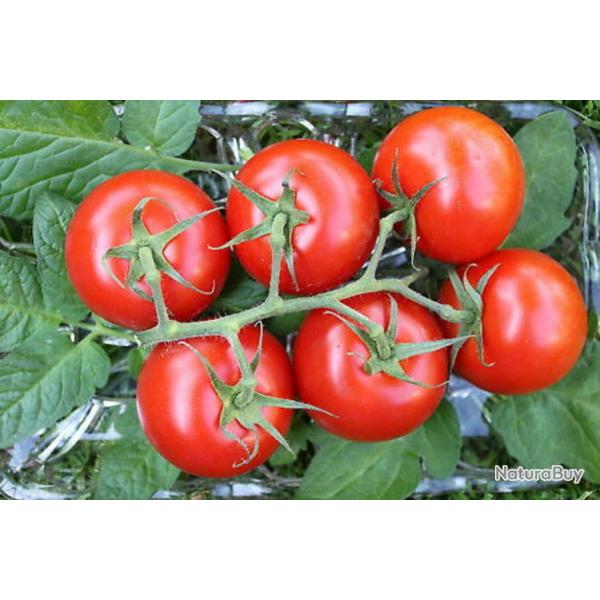 35 Graines de Tomate Moneymaker - Lgume jardin potager - semences paysannes reproductibles - SemiSa