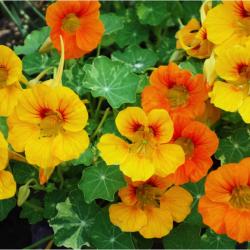 15 Graines de Capucine Naine - fleurs jardins amie potager- semences paysannes reproductibles - Semi